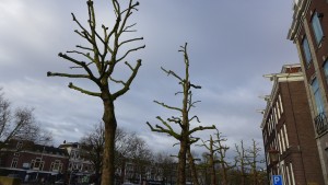 AmsterdamTrees