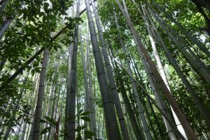 bambooforest